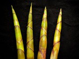 Mountain bamboo shoot