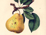 Poached Pear