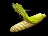 Summer white corn harvest