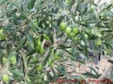 Πράσινες ελιές τύπου αμφίσσης και πιπεριές τουρσί
