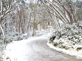 Mt. Baw Baw and Tanjil Bren