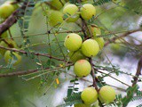 10 Amazing Amla Benefits for Your Health