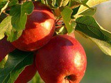 Best Apples For Apple Pie