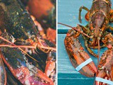Canadian Lobster vs Maine Lobster