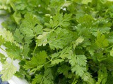 Chervil Substitute