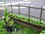 August Garden Update in an rv