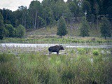 Roadtrip | Südschweden & Westküse