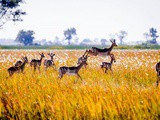 Chobe National Park + Victoria Falls, Part iv