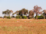 The Okavango Delta Botswana: An Elephant Encounter