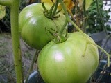 Green Tomato and Apple Chutney