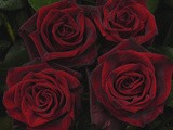 Learn How to Create a Gumpaste Life-Like Rose: The Open Rose