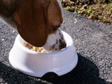 Hundefutter leicht gemacht