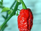 Hablemos de la Muerte [Bhut Jolokia]