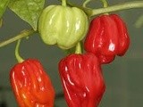 ¡Por El Poder De Los Chiles