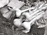 Aglio appena raccolto / freshly harvested garlic