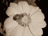 Ape al lavoro / busy bee