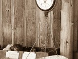 Bilancia / weighing scale