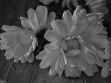 Calendule in cucina / calendula in the kitchen