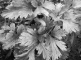 Chiocciola sul prezzemolo / snail strolling on parsley