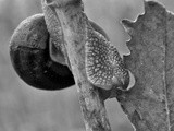 Creature del giardino / garden critters