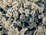 Gelata / frost