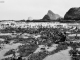 Giardino di alghe / seaweed garden