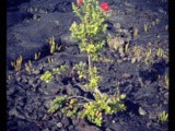 Il momento presente tra frutta tropicale e un vulcano / the present moment between tropical fruit and a volcano