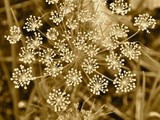 Infiorescenza di aneto / dill flower head