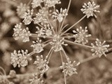 Infiorescenza di prezzemolo con ospite / parsley flower head with guest