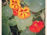 Nasturzio in cucina / garden nasturtium in the kitchen