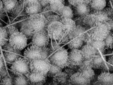 Rambutan