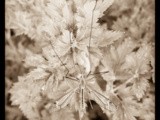 Tipula su prezzemolo / crane fly on parsley