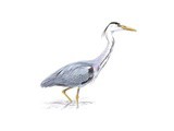 Forgotten Foods #8: The Grey Heron