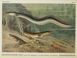 The Eel Paradox