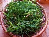 Sformatini con Barba di frate (Agretti)