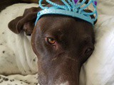 German Shorthair Pointer Birthday, Recipes + More