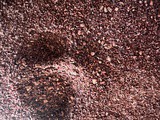 Foraging sumac