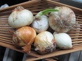 Noonday onions