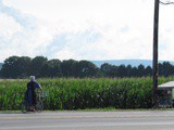 Recipe: Amish Slaw 1