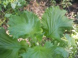 Silly about shiso