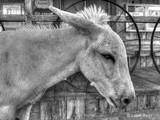 Oatman Arizona-Black and White Wednesday #120