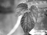 Wax Bean Still Life-Black and White Wednesday #135