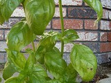 Basil Pesto