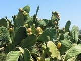 Fichi d' India - the fruity prickly pear