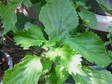 From the Herb Garden: Shiso Crazy