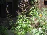 From the Herb Garden: What to Do with Lemon Verbena