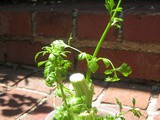 Grow Your Own Celery and Other Veggies