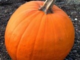 Weekly Menu 9/30-10/3