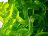 Dill Pickle Gummy Worms