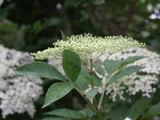 Elderflower & Gooseberries